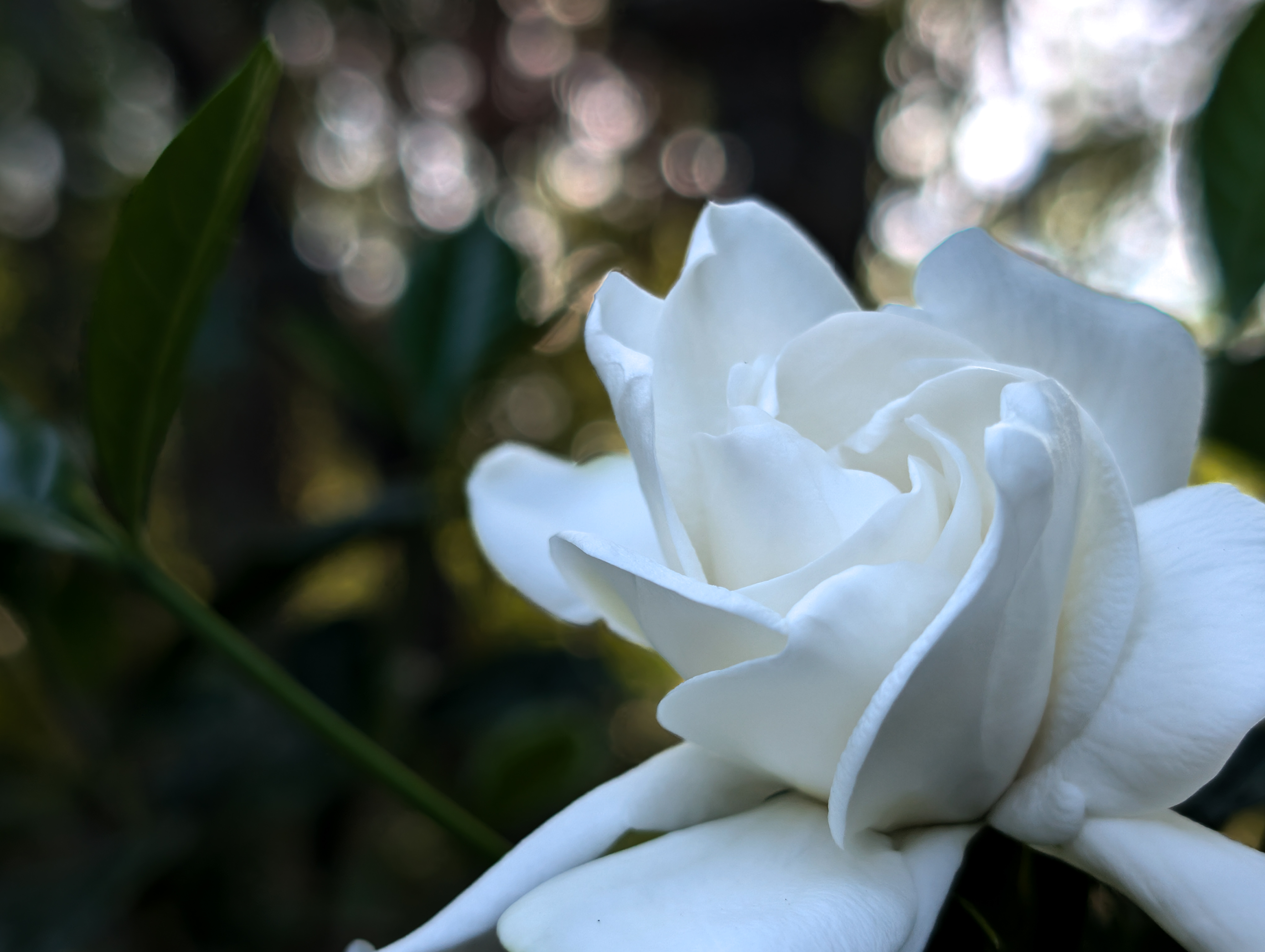 Backyard planting with Florida friendly plants and a small shade tree